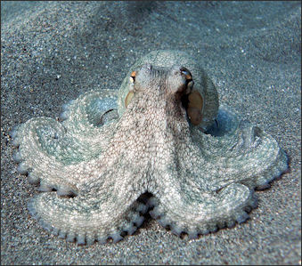 20120518-Octopus_Vulgaris f.jpg